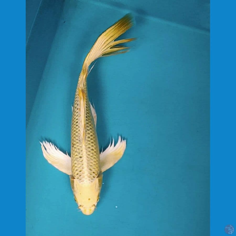 KUMPAY OGON 31CM
