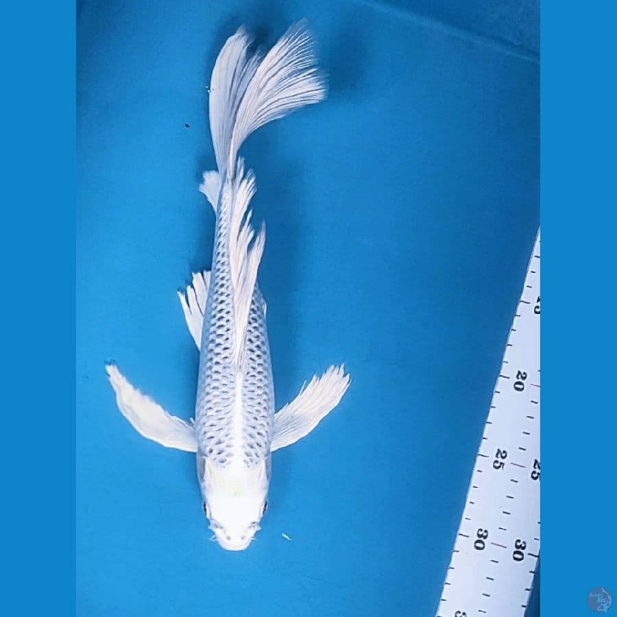 KUMPAY GIN MATSUBA 31CM