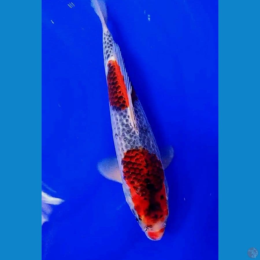 gosiki goromo strong 33 cm