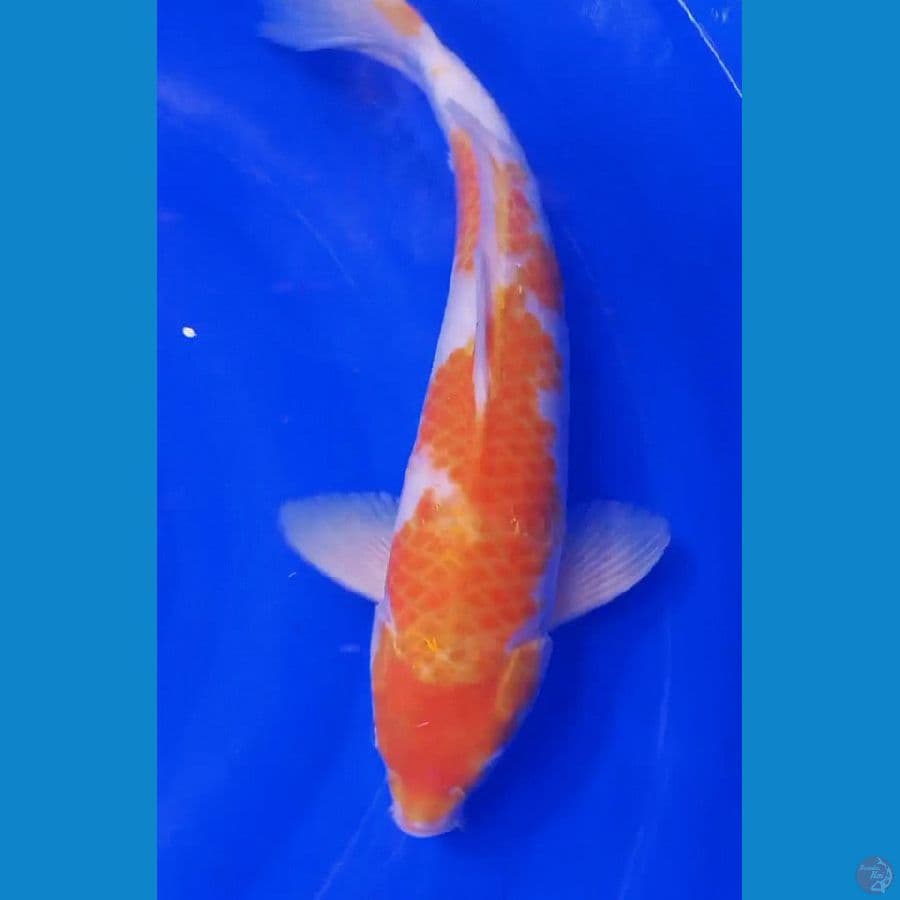koyo fukurin M 39 cm