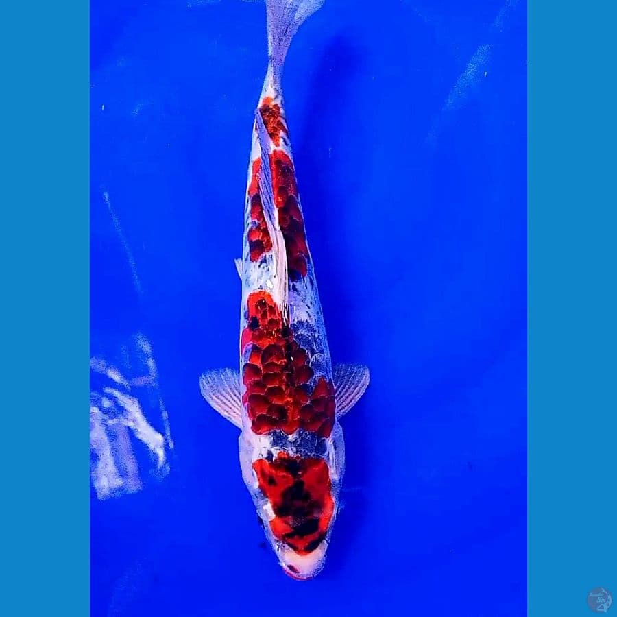 gosiki goromo sisik naga red strong 34 cm