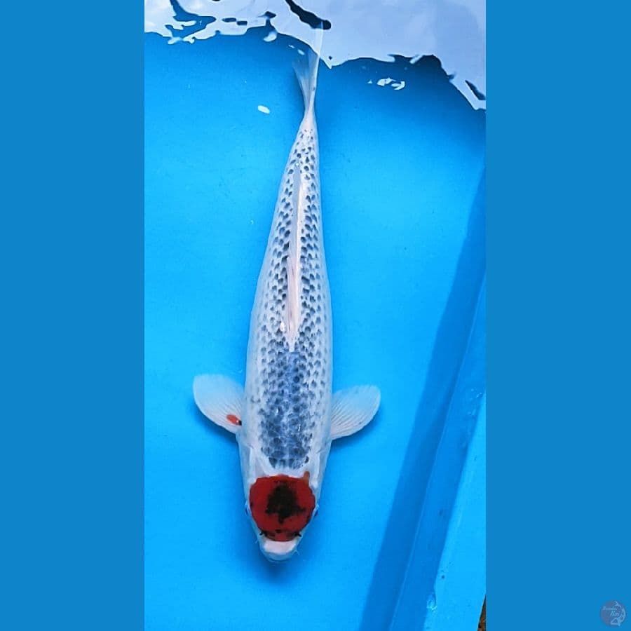 TANCHO GOSHIKI 40CM