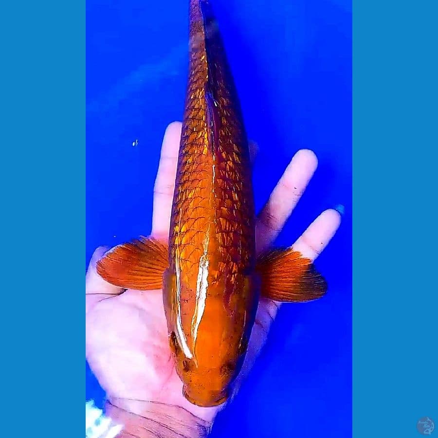 tembaga ginrin m 32 cm