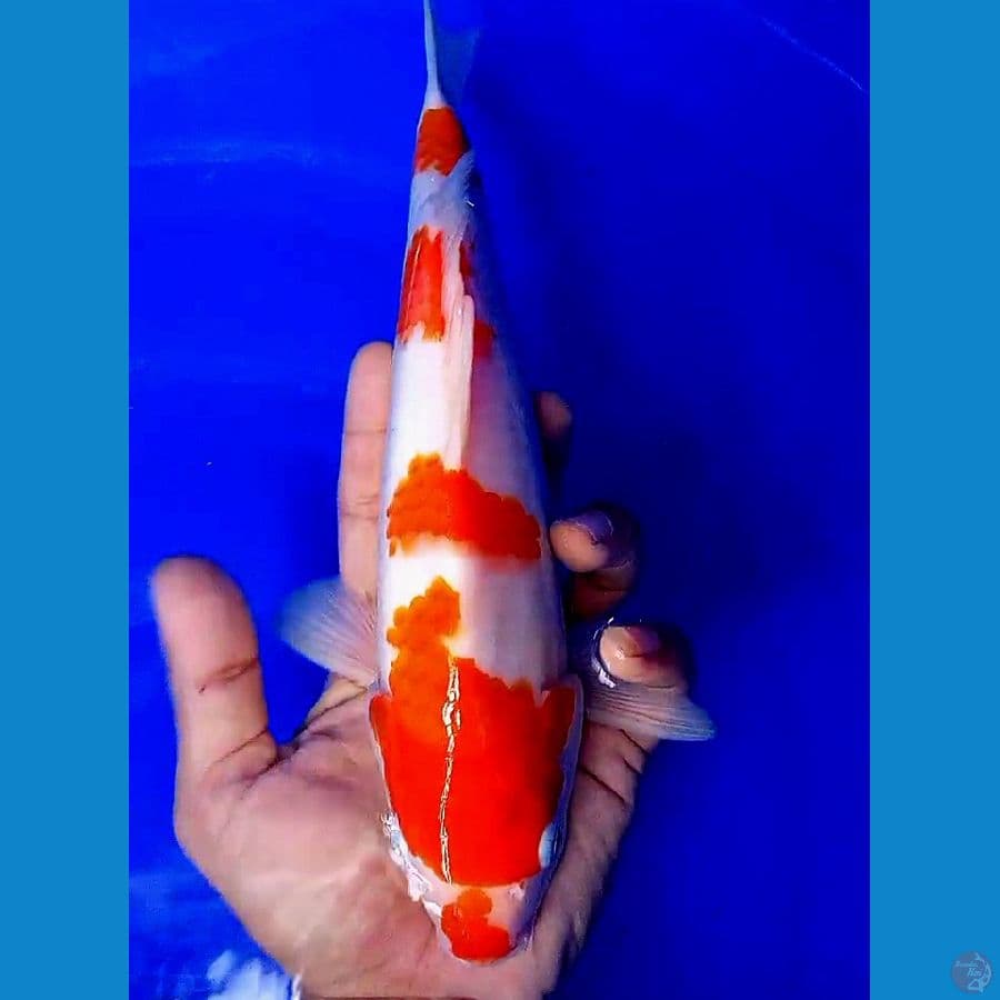 godan kohaku 28 cm