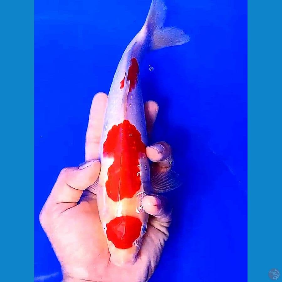 kohaku maruten red strong 28 cm