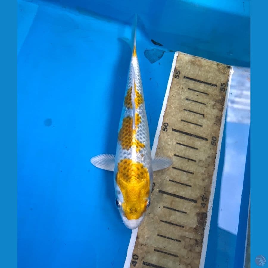 hariwake 16cm