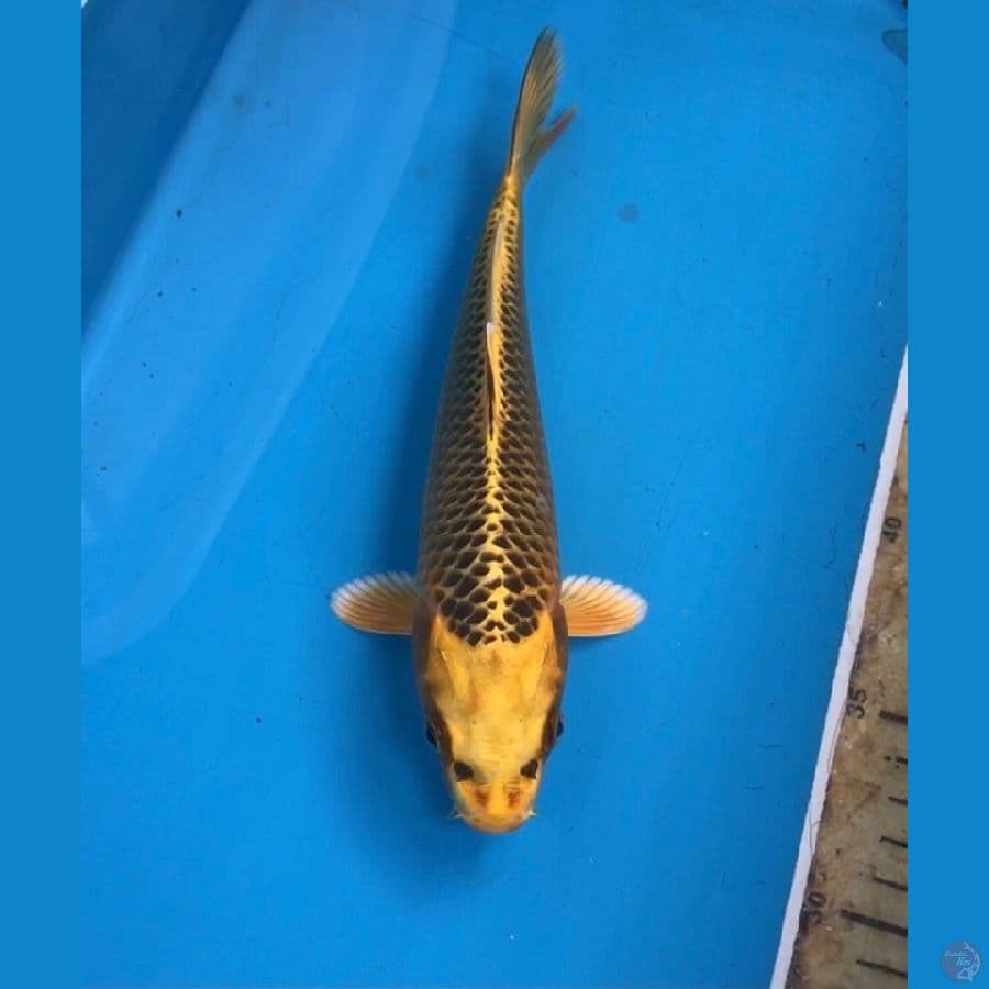 kin matsuba 20cm