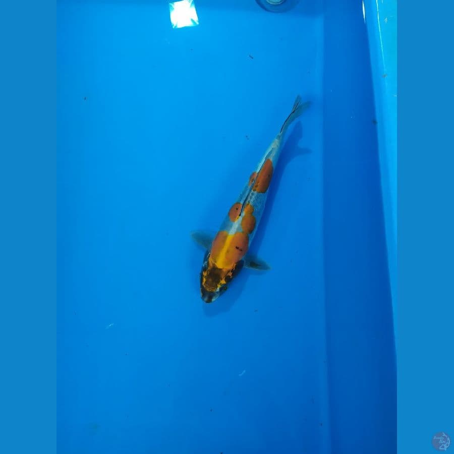kiko