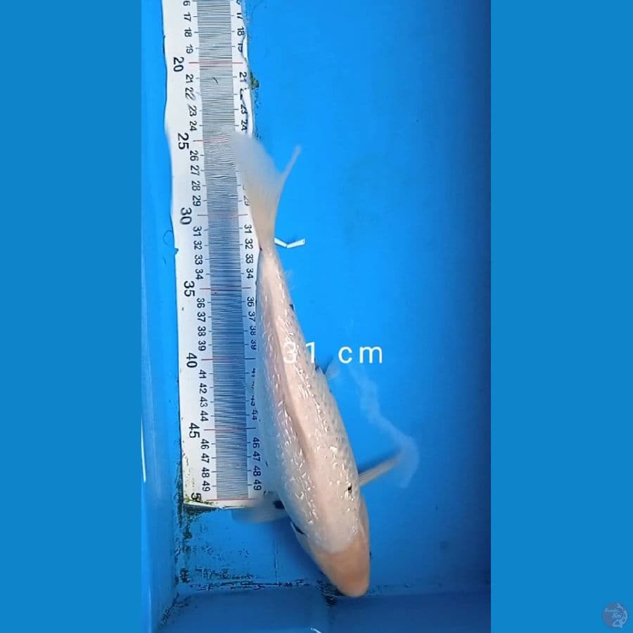 matshukawa bake gindrin size : 31 cm