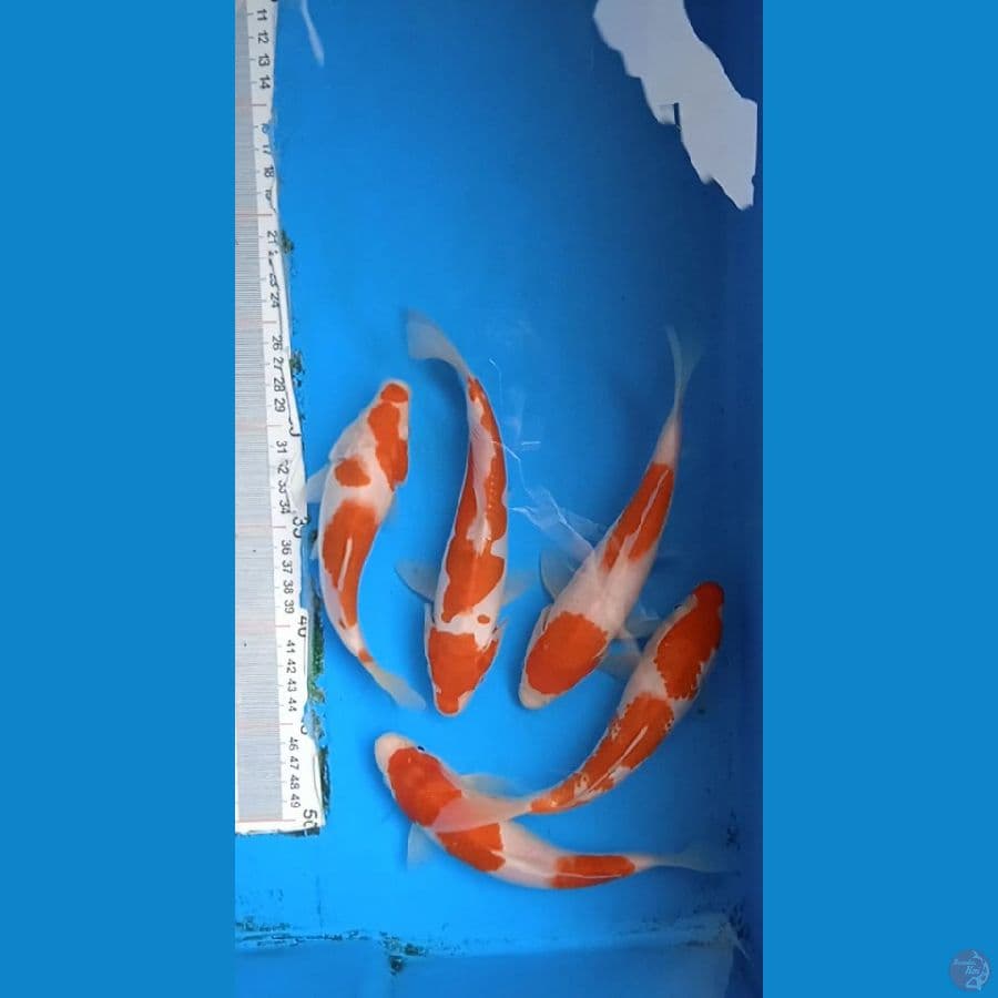 5 ekor kuhaku size : 17 20 cm