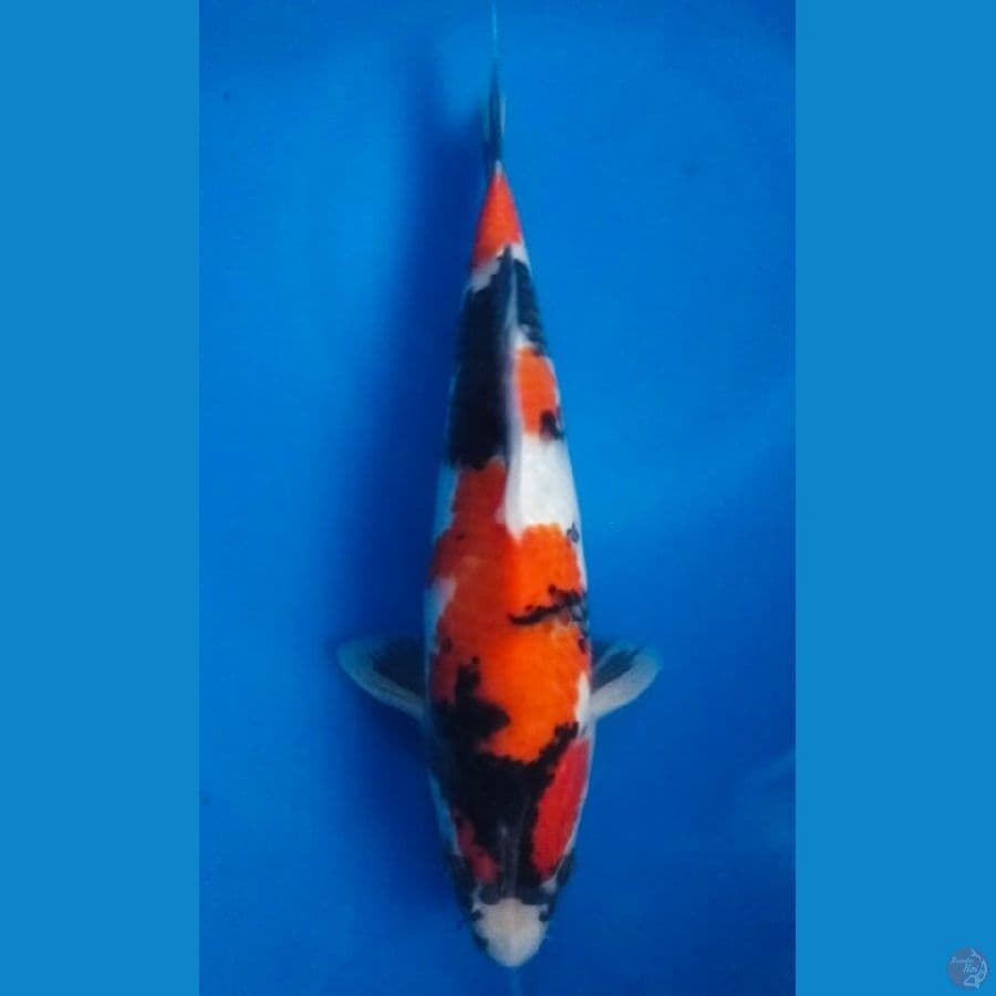 Showa Sansoku 