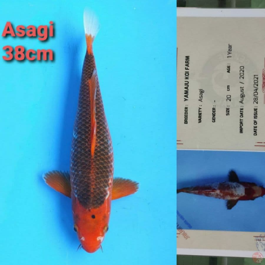 YAMAJYU ASAGI 38CM SERTI