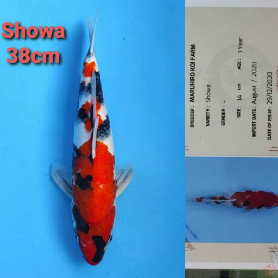MARUHIRO SHOWA 38CM SERTI