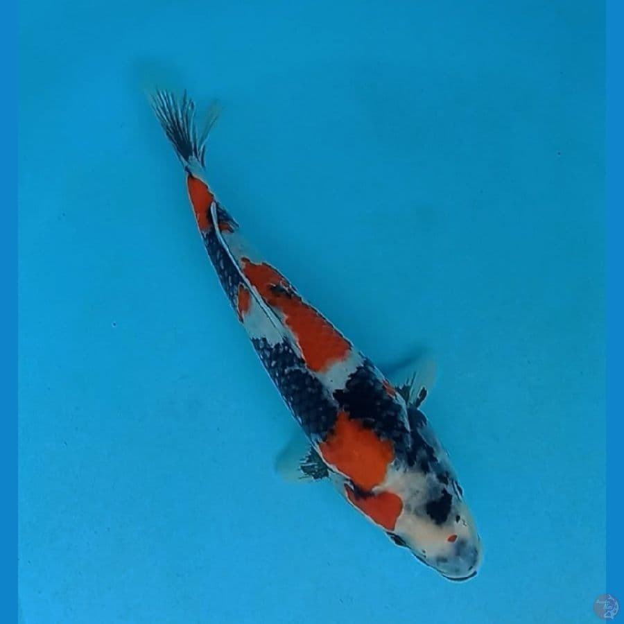 Showa