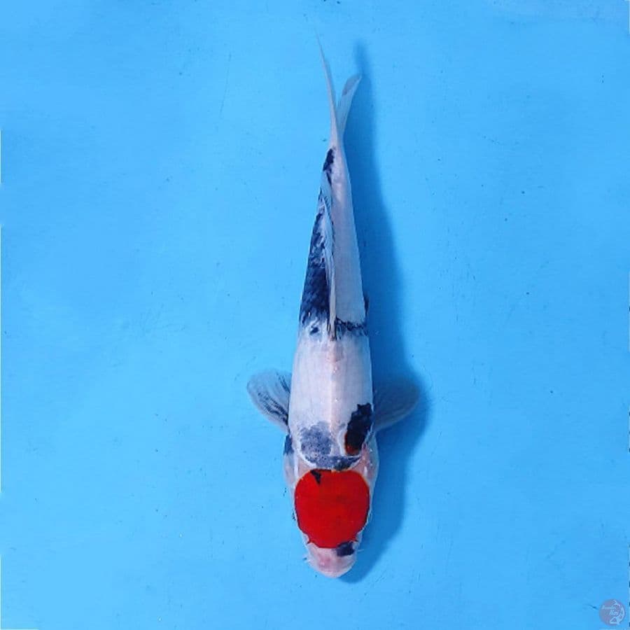 TANCHO SHOWA BAHAN KEEPING 30CM/F
