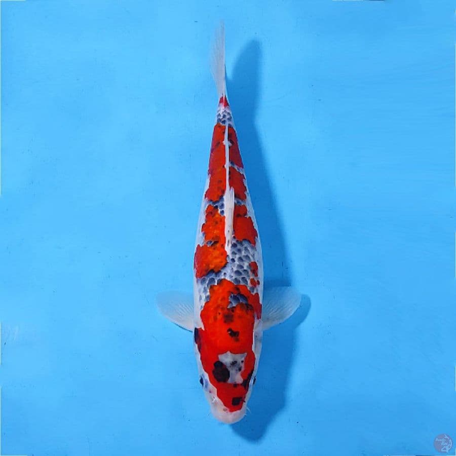GHOSHIKI ORIGINAL 35CM/F