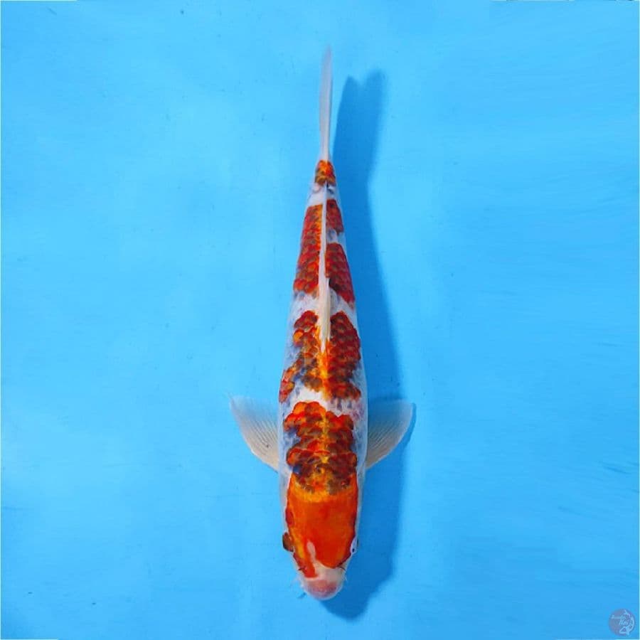 GOSHIKI CUTKER 35CM/M