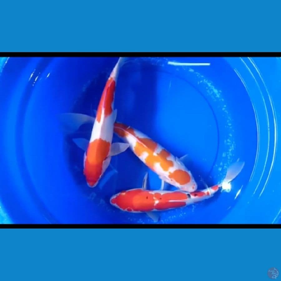 Kohaku-Sanke Jumbo