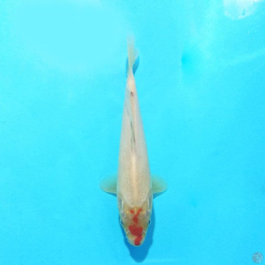 Tancho 18 cm