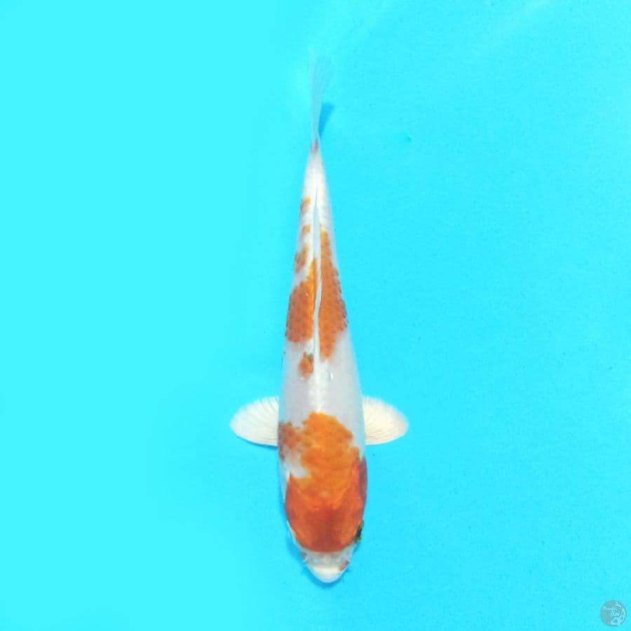 Kohaku 17 cm