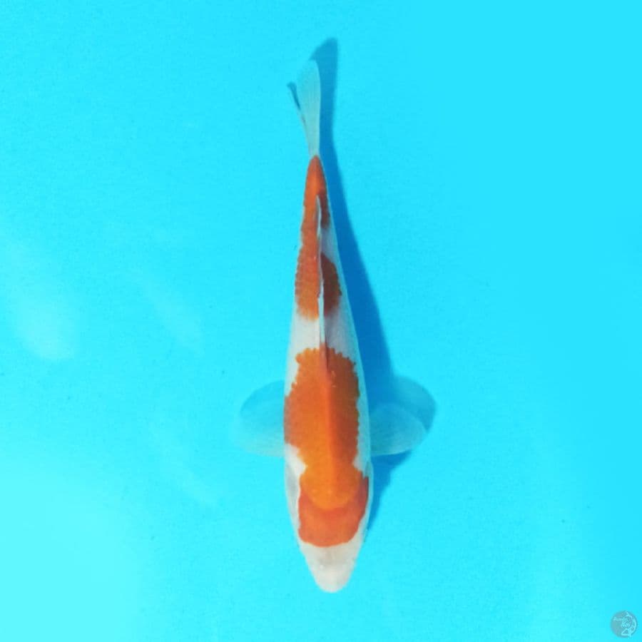 Nidan Kohaku 17 cm
