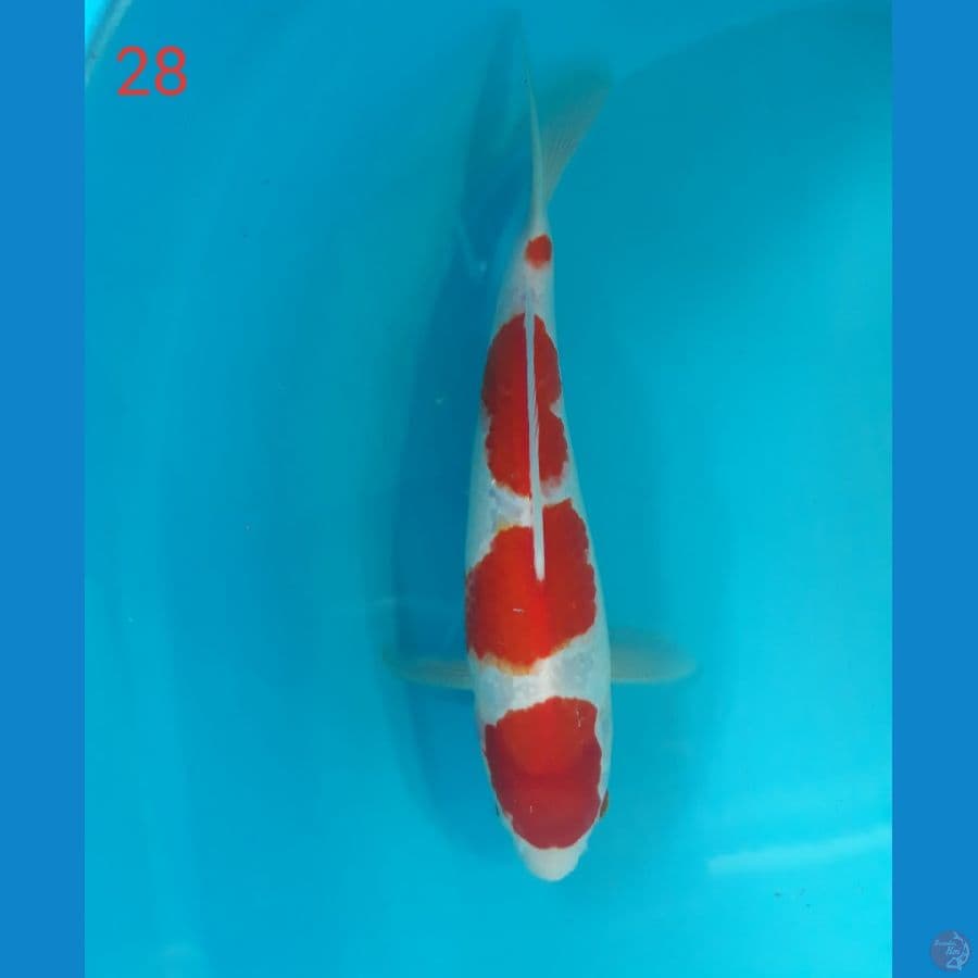 kohaku