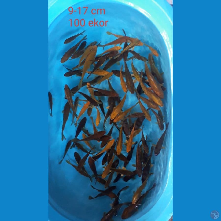midori dan cagoi