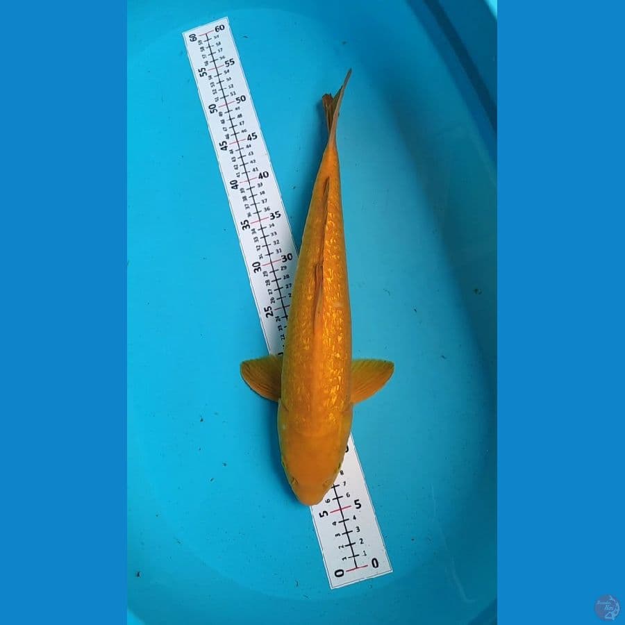 KARASHI Ginrin Jantan 45cm