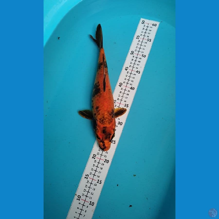 KIN Utsuri 35cm
