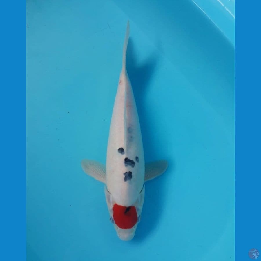 TANCHO SANKE Ori 32cm