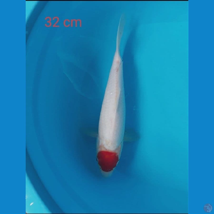TANCHO KOHAKU 32cm