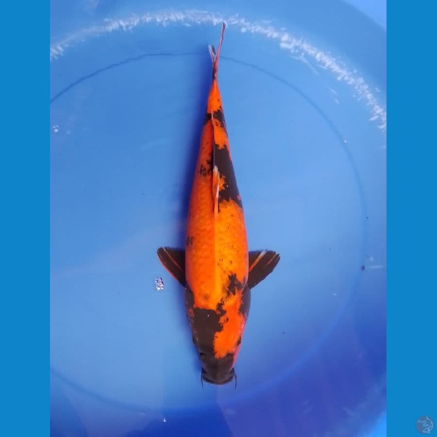 hi utsuri F37