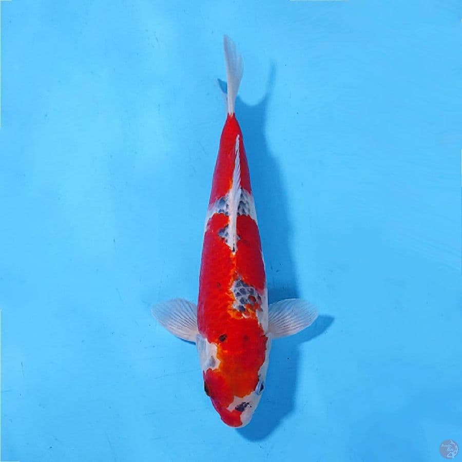 GOSHIKI ORIGINAL 32CM/F