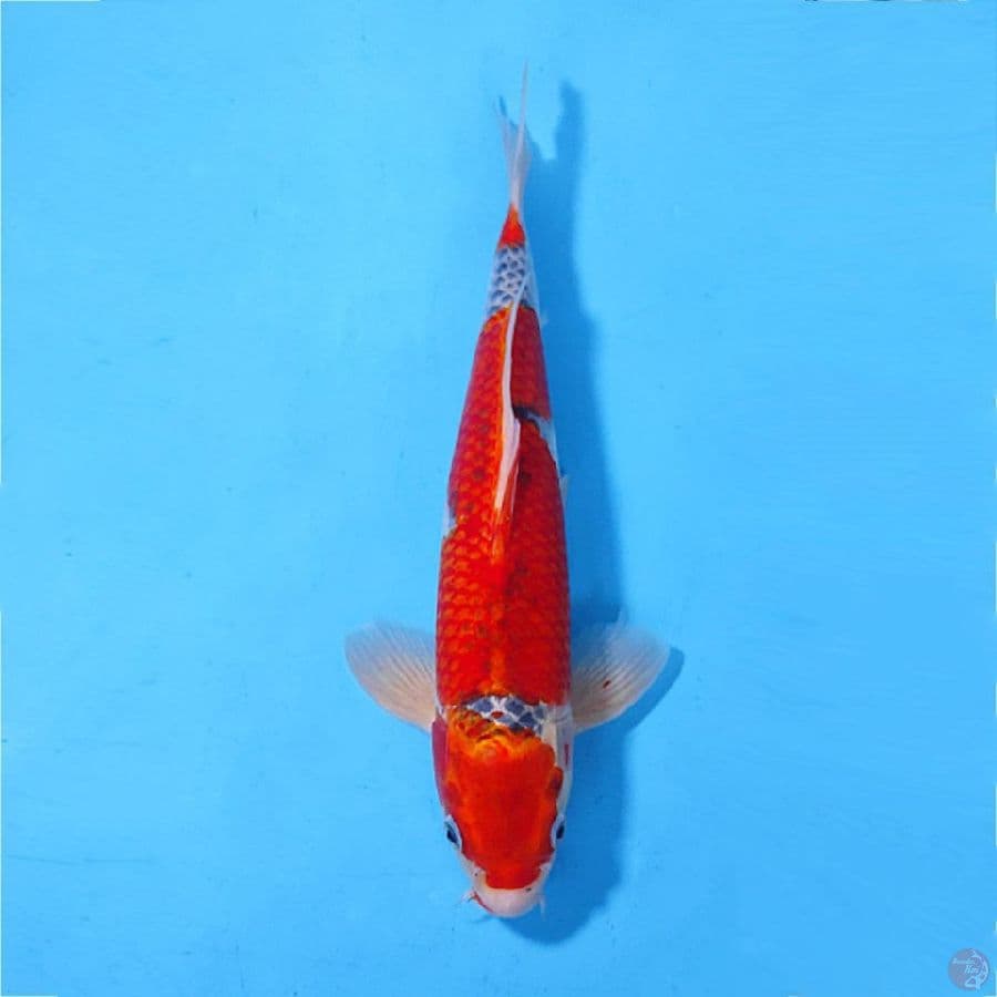 GOSHIKI ORIGINAL 35CM/M