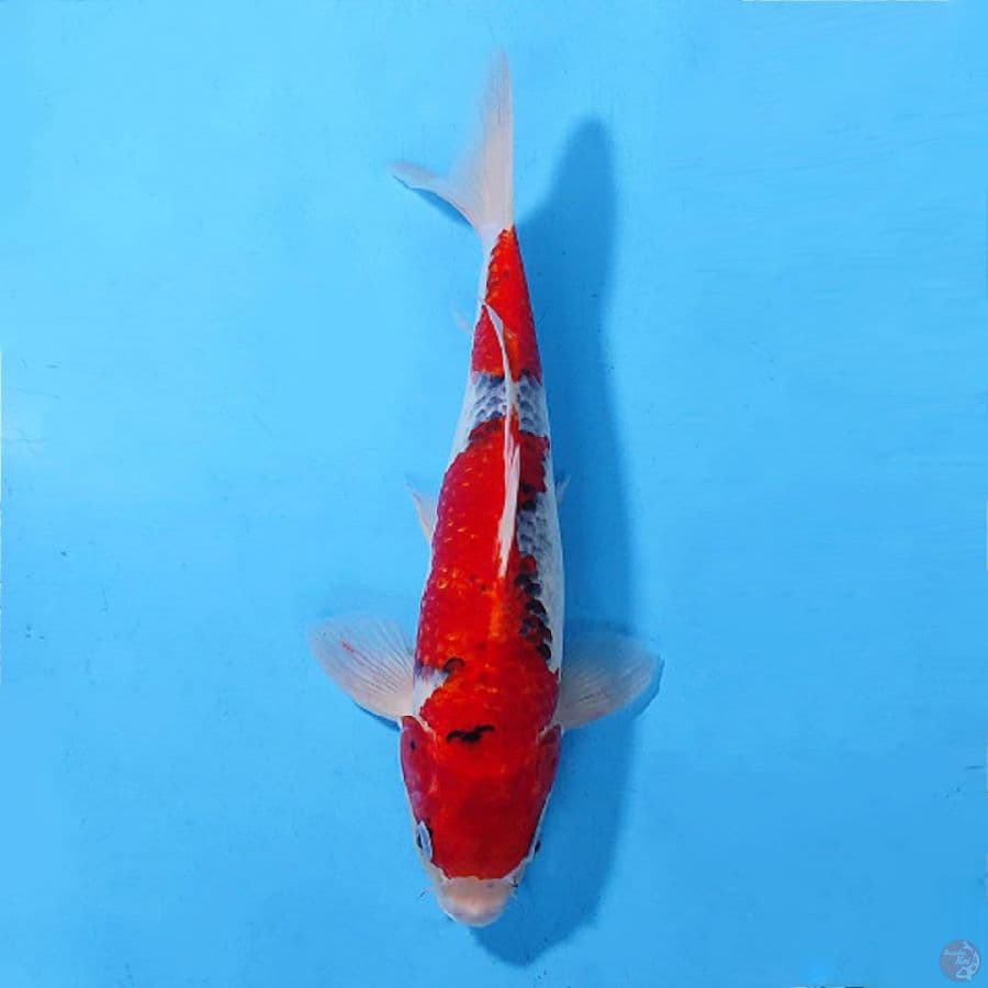 GOSHIKI ORIGINAL 34CM/M