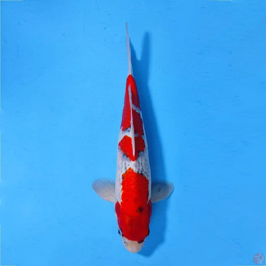 GOSHIKI ORIGINAL 37CM/M