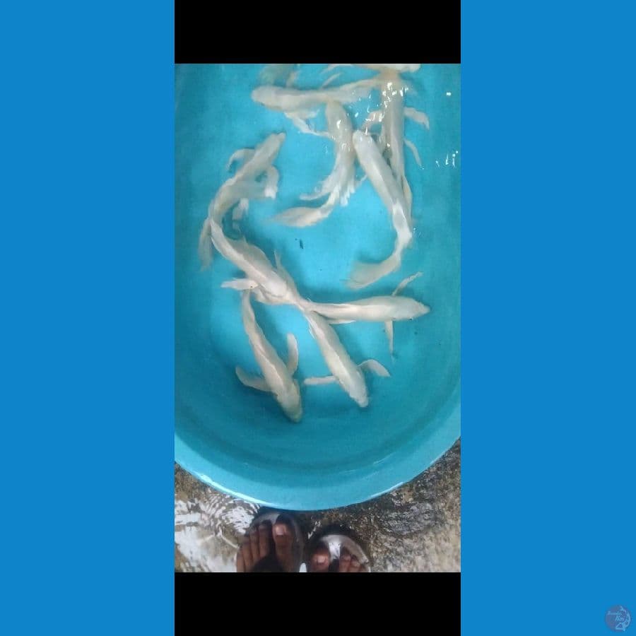 kumpay platinum
