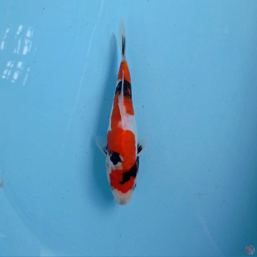 showa inazuma doitsu, 18 cm