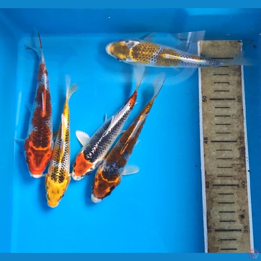 paket kujaku 15-18 cm