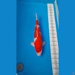KOHAKU HQ JUMBO 54 CM ~ JANTAN ORIGINAL