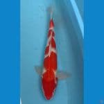 m 32cm ori