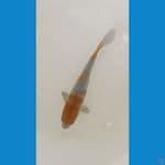 munion uchiba 15 cm