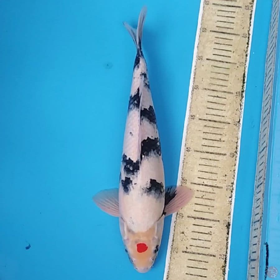 Tancho Showa Ori ~38 M