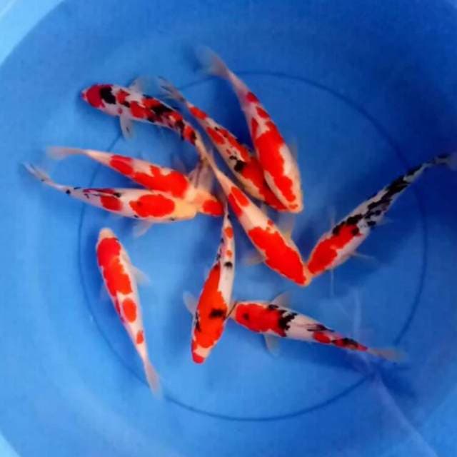 MIX RED 10 EKOR KOHAKU SANKE