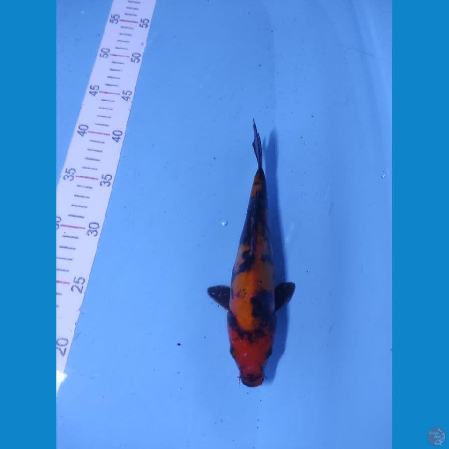 doitsu 22cm