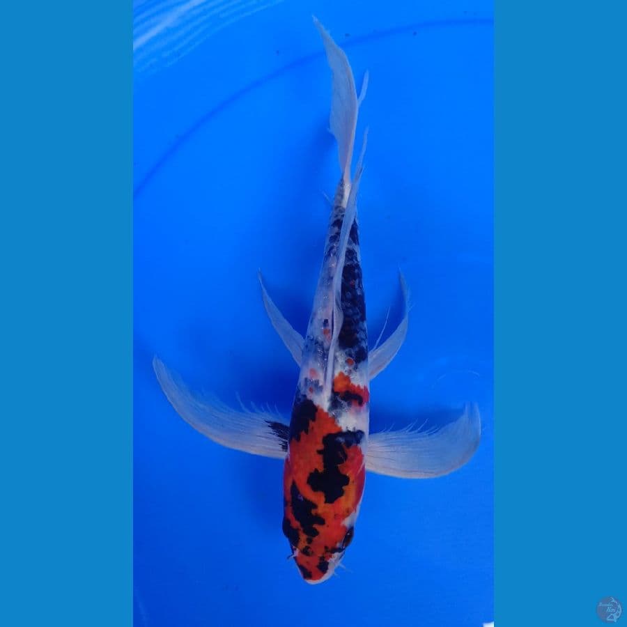 showa kumpay 28 cm