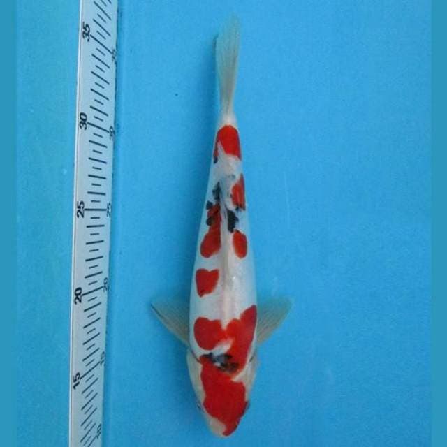 Doitsu Sanke 27cm