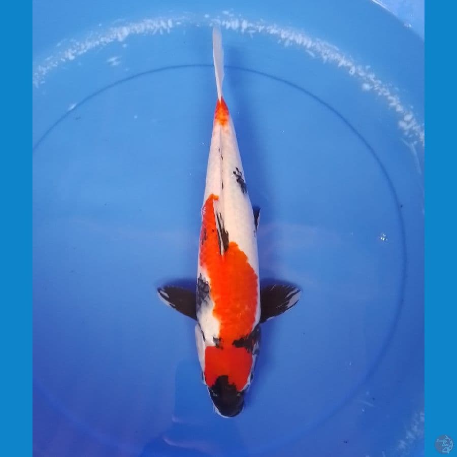 showa F 37