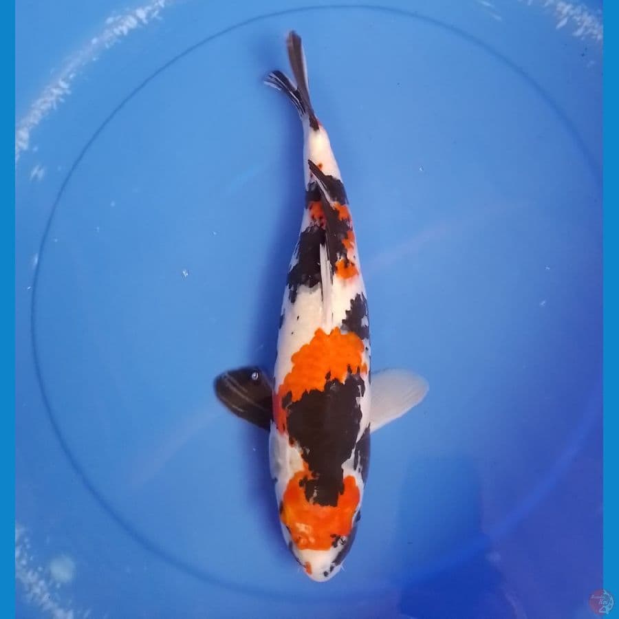 showa F 34