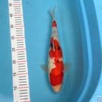 35 cm ori